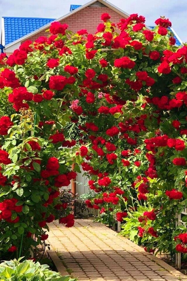 Kırmızı Çardak Sarmaşık Gül Fidanı (1 Adet/Açık Kök)