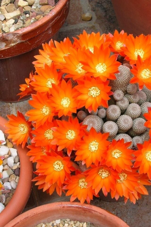 Frailea Pumila Hayat Sukulent (Turuncu/Çiçeksizdir)