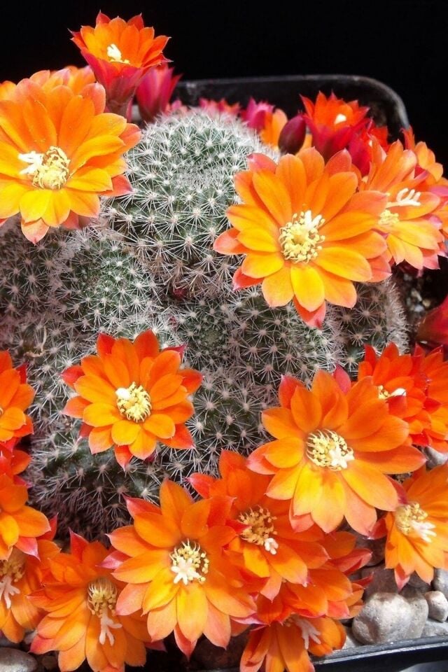 Rebutia Muscula Sukulent (Çiçeklidir/5.5 cm)