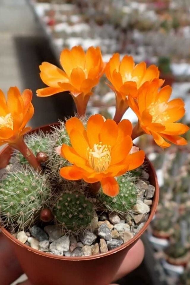Rebutia Muscula Sukulent (Çiçeklidir/5.5 cm)