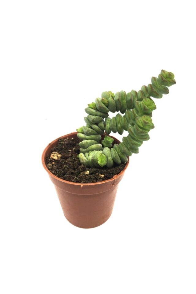 Crassula Marnieriana Sukulent (5.5 cm)