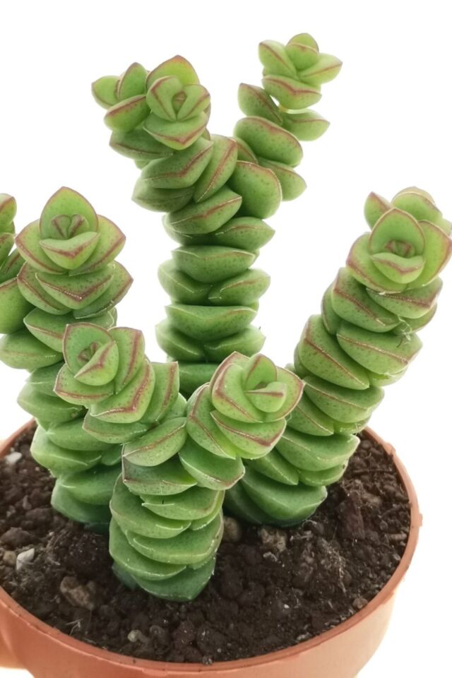 Crassula Marnieriana Sukulent (5.5 cm)