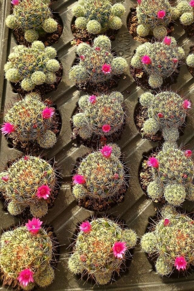 Mammillaria Wrightii Sukulent