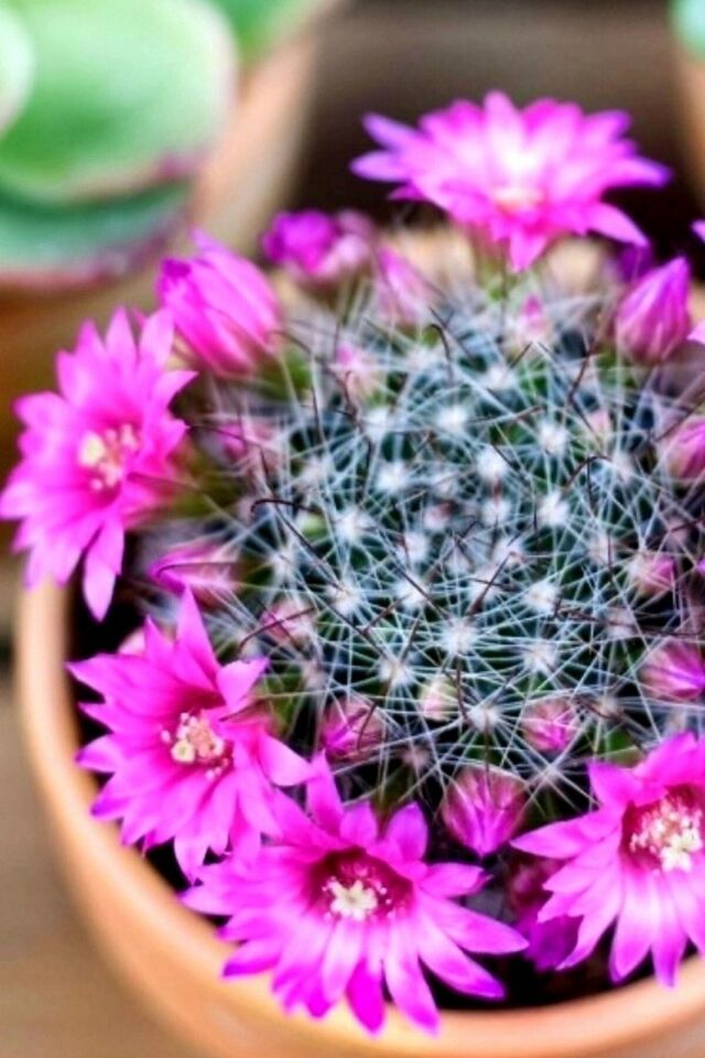 Mammillaria Wrightii Sukulent