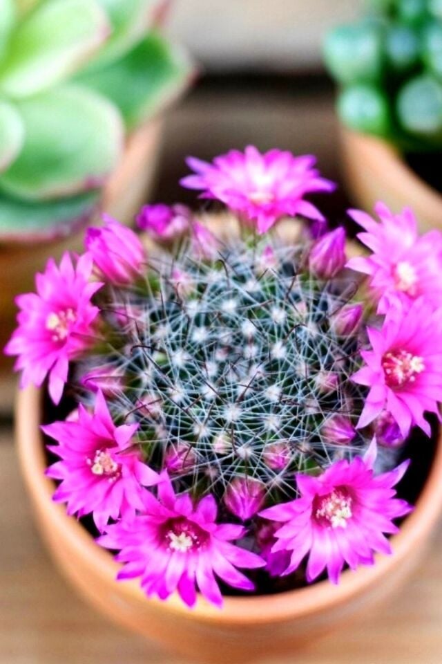 Mammillaria Wrightii Sukulent