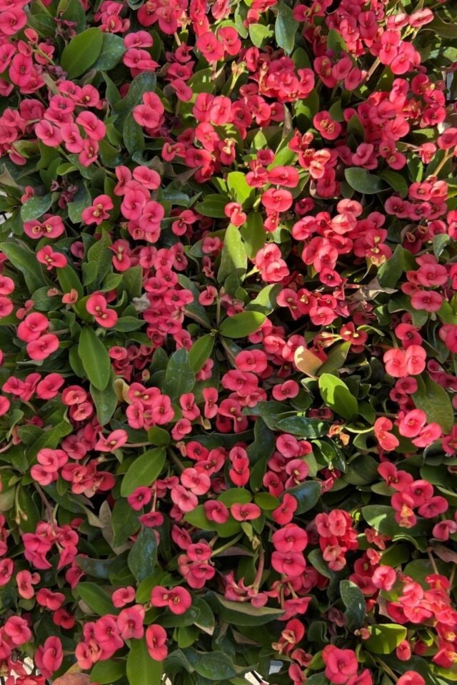 Dikenler Tacı Milii Euphorbia (Pembe)