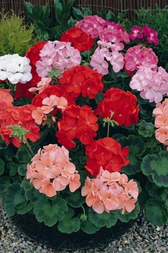 Sardunya Çiçeği (15-20 cm/1 Adet)