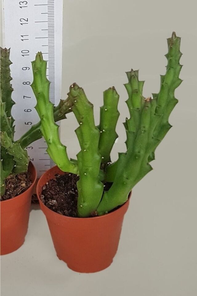 Leş Kaktüs Stapelia Variegata (Sarı/5.5 cm)