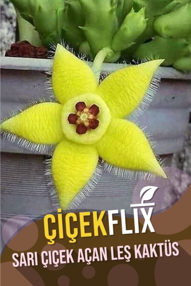 Leş Kaktüs Stapelia Variegata (Sarı/5.5 cm)