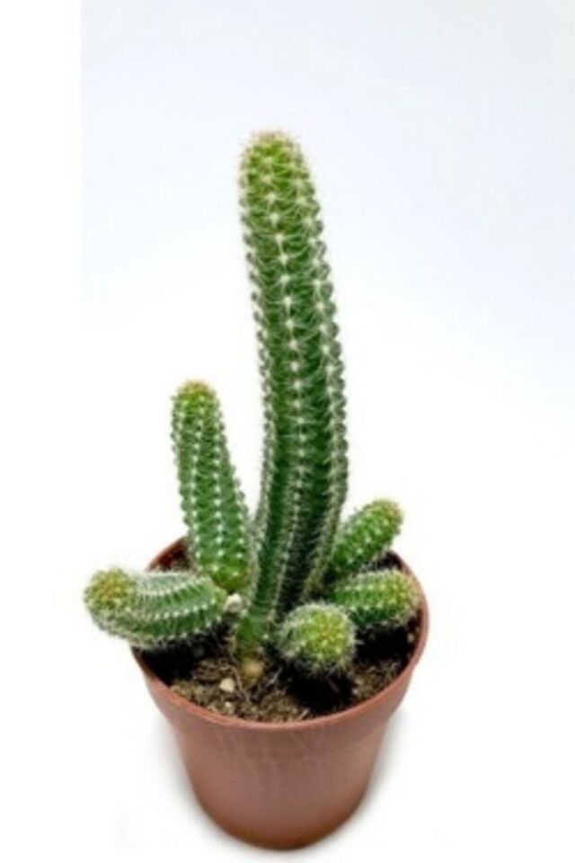 Kaktüs (Pembe/5.5 cm)