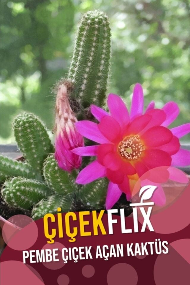 Kaktüs (Pembe/5.5 cm)