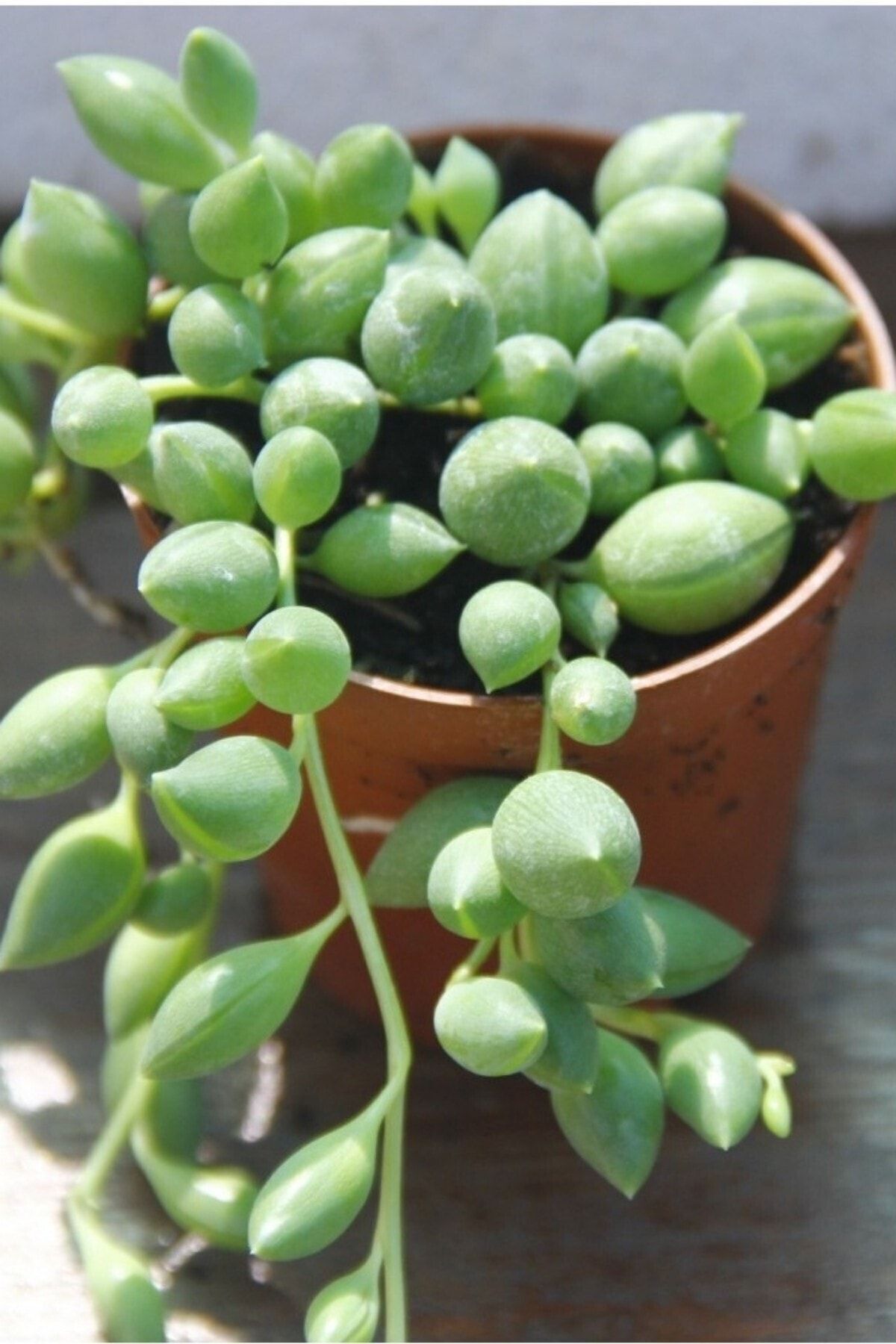 Tespih Çiçeği Boncuk Senecio (5.5 cm)