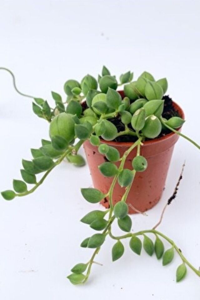 Tespih Çiçeği Boncuk Senecio (5.5 cm)