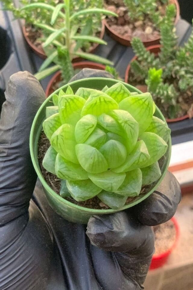 Howarthia Cymbiformis Sukulent (5.5 cm)