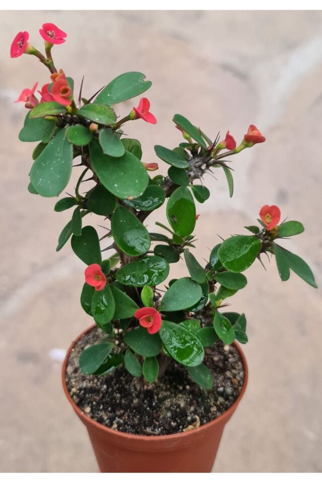 Dikenler Tacı Euphorbia Milli (Koyu Kırmızı/15-20 cm)