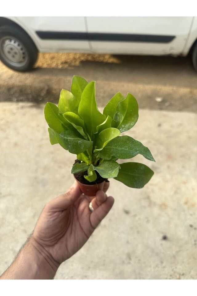Sarı Dikenler Tacı Milli (15 -20 cm)