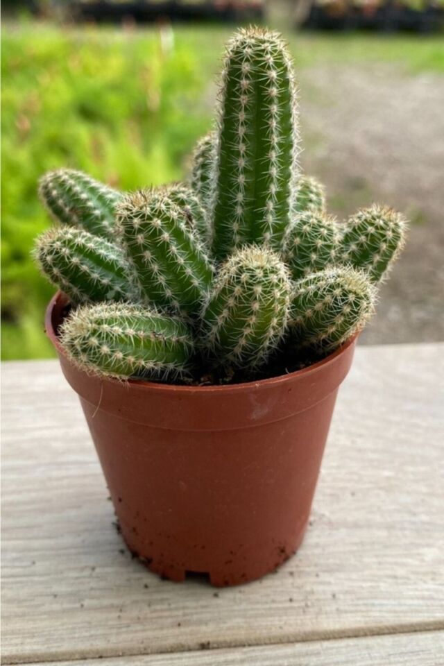 Chamaecereus Silvestrii Kaktüs (Sarı/Çiçeksizdir)