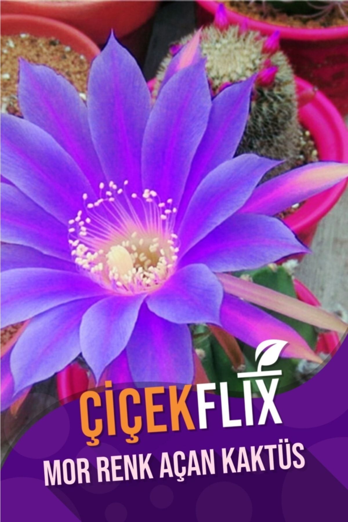 Echinopsis Subdenudata Sukulent (Mor/Çiçeksizdir)