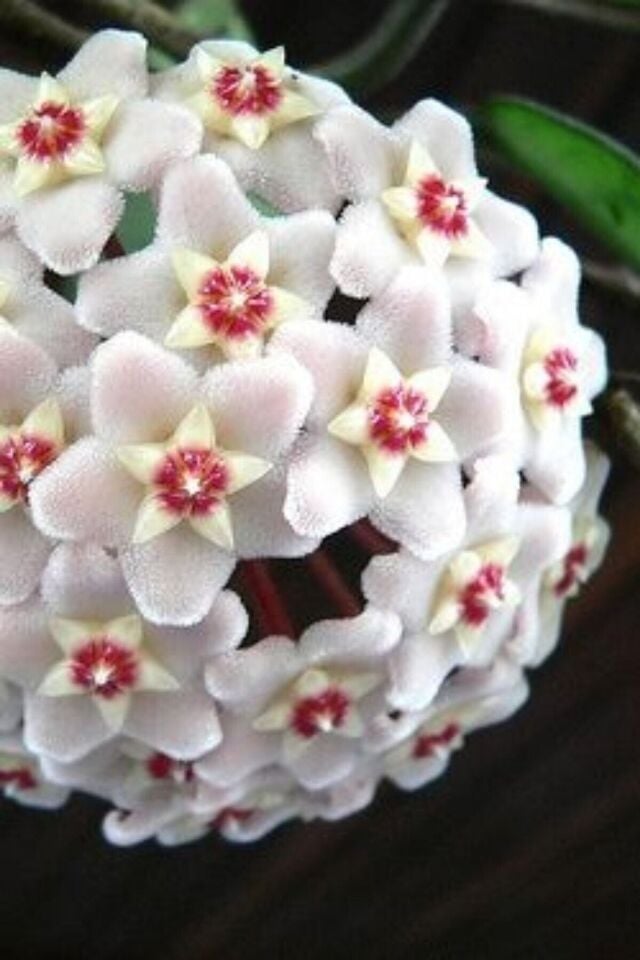Mum Çiçeği (Ruhban Beyaz/10-15 cm)