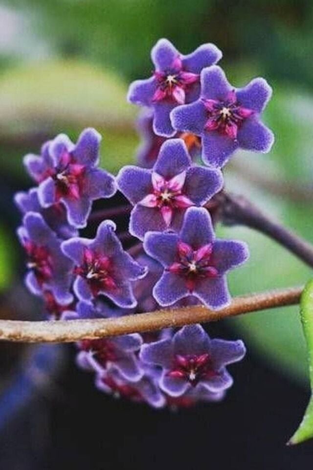 Mum Çiçeği (Mor/10-15 cm)