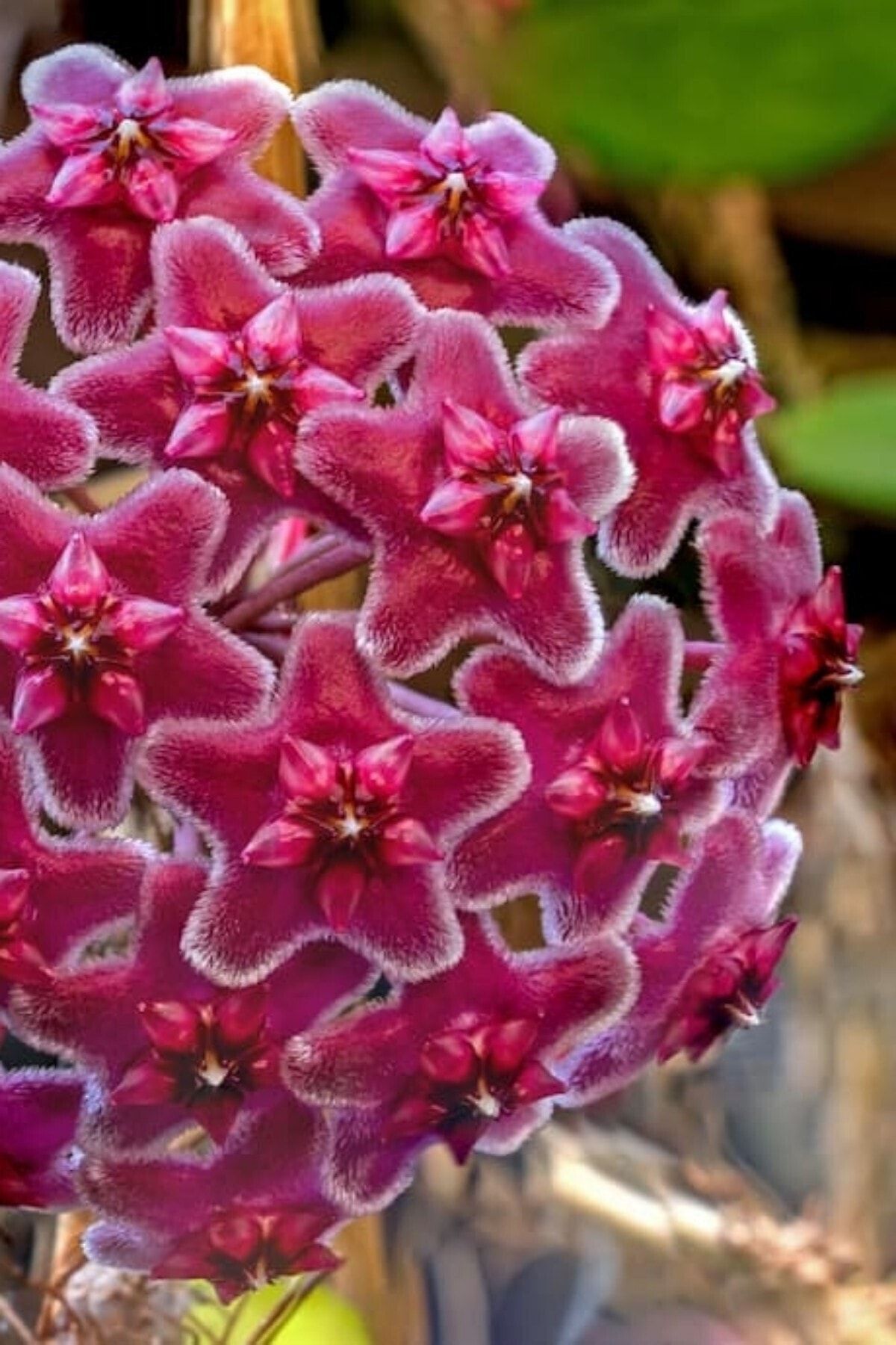 Mum Çiçeği (Egzotik Kırmızı/10-15 cm)