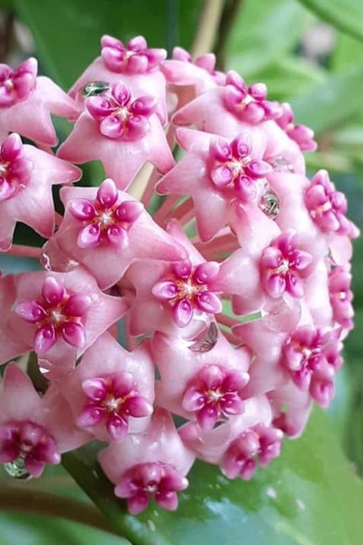 Mum Çiçeği (Pembe/10-15 cm)