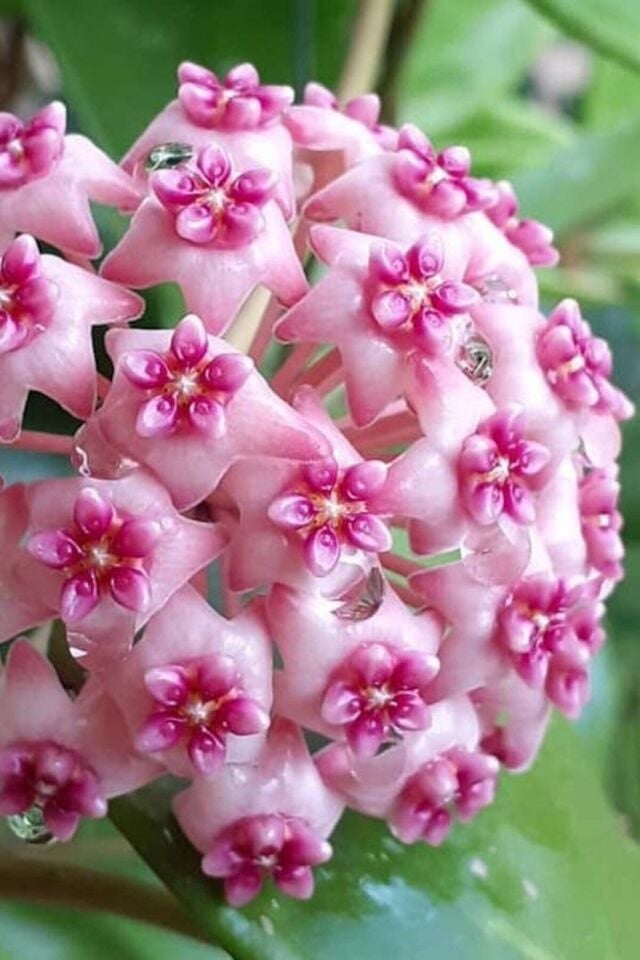 Mum Çiçeği (Pembe/10-15 cm)