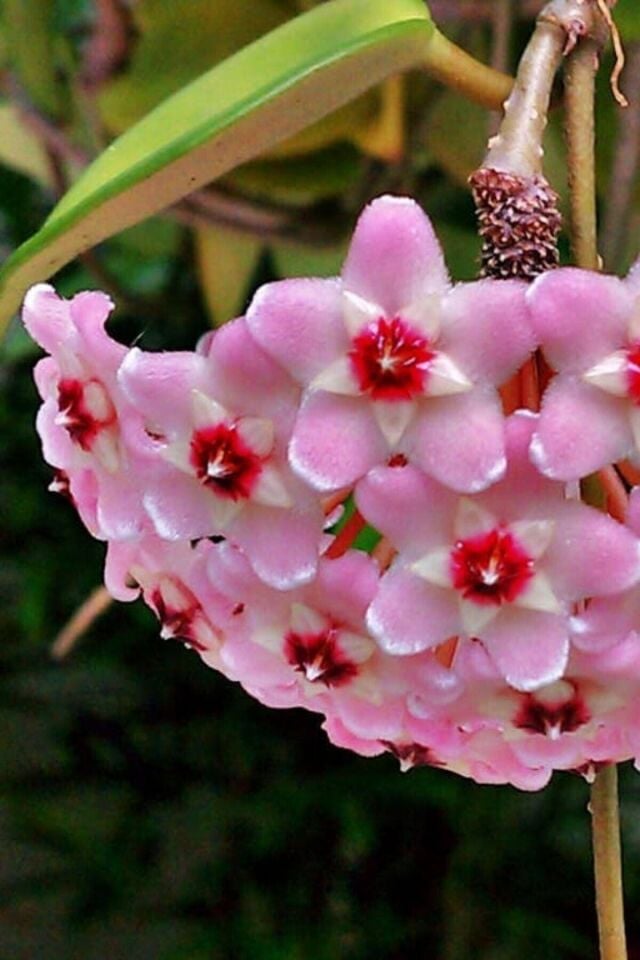 Mum Çiçeği (Açık Pembe/10-15 cm)