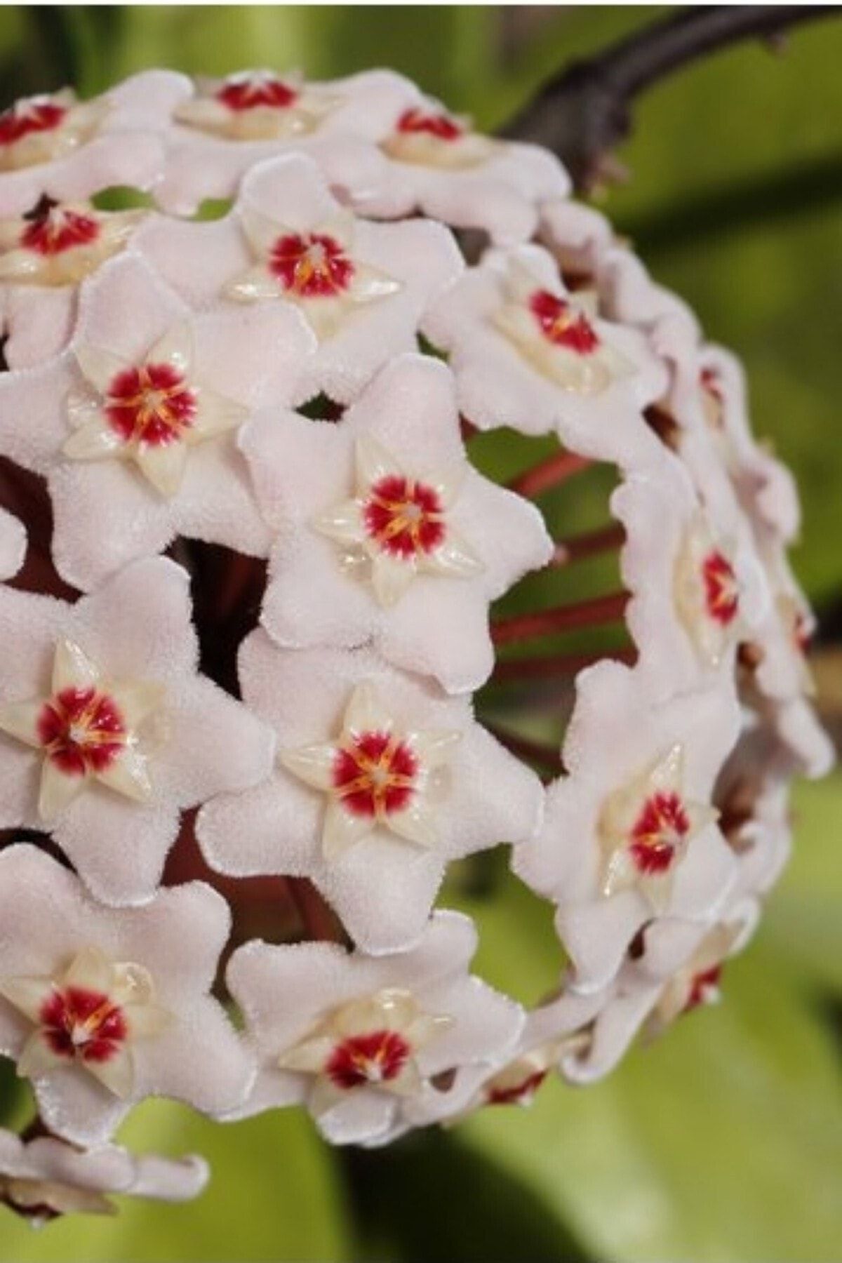 Mum Çiçeği (Koyu Beyaz/10-15 cm)