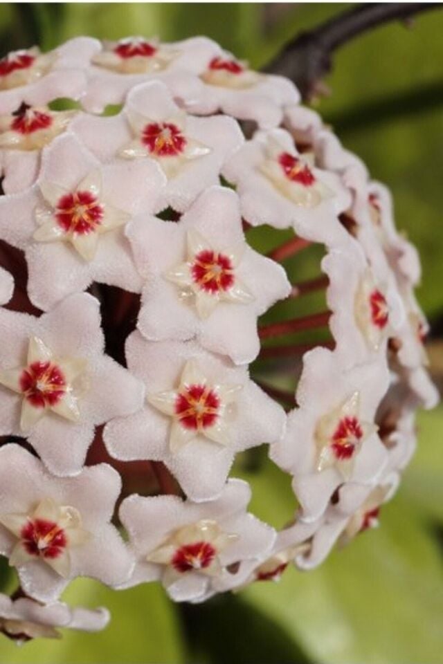 Mum Çiçeği (Koyu Beyaz/10-15 cm)