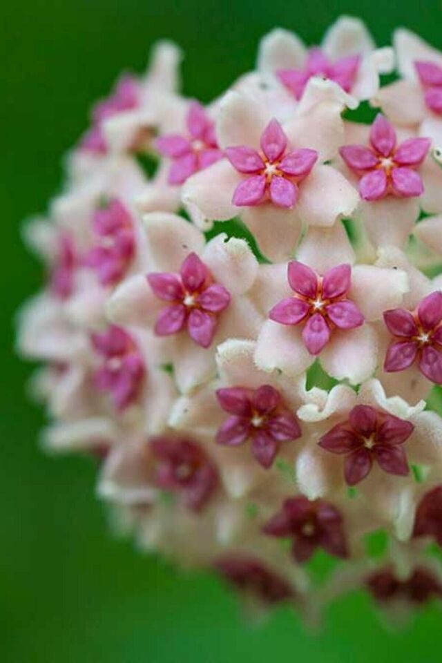 Mum Çiçeği (Çift Renk/10-15 cm)