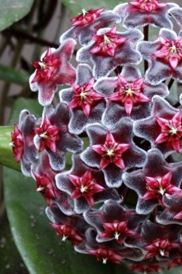 Mum Çiçeği (Çift Renk/10-15 cm)