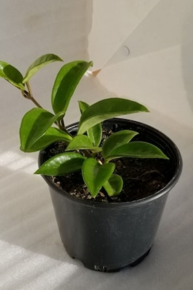 Mum Çiçeği (Çift Renk/10-15 cm)