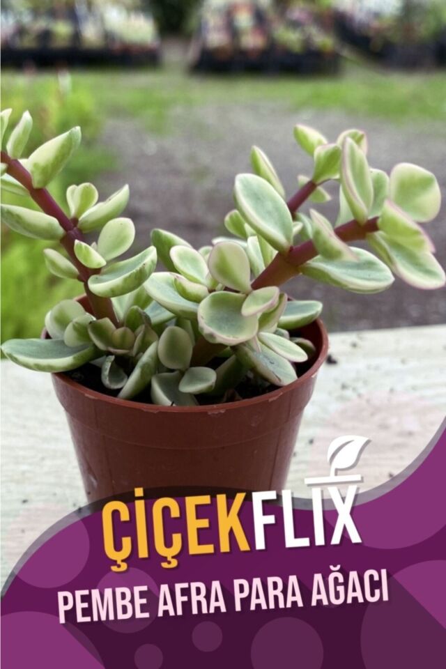 Alacalı Pembe Çiçek Açan Afra Para Ağacı (5.5 cm)