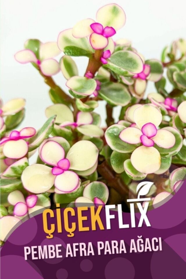 Alacalı Pembe Çiçek Açan Afra Para Ağacı (5.5 cm)