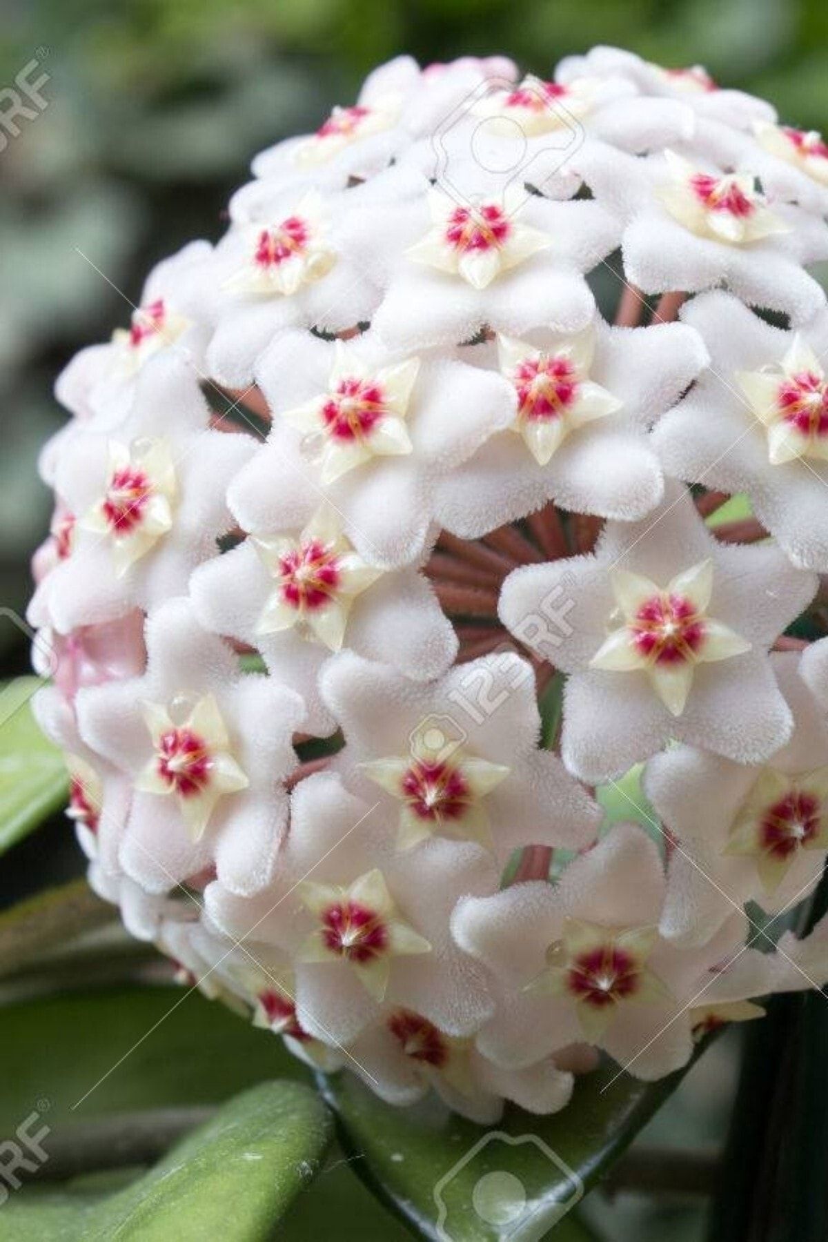 Hoya Mum Çiçeği (Beyaz/10-15 cm)