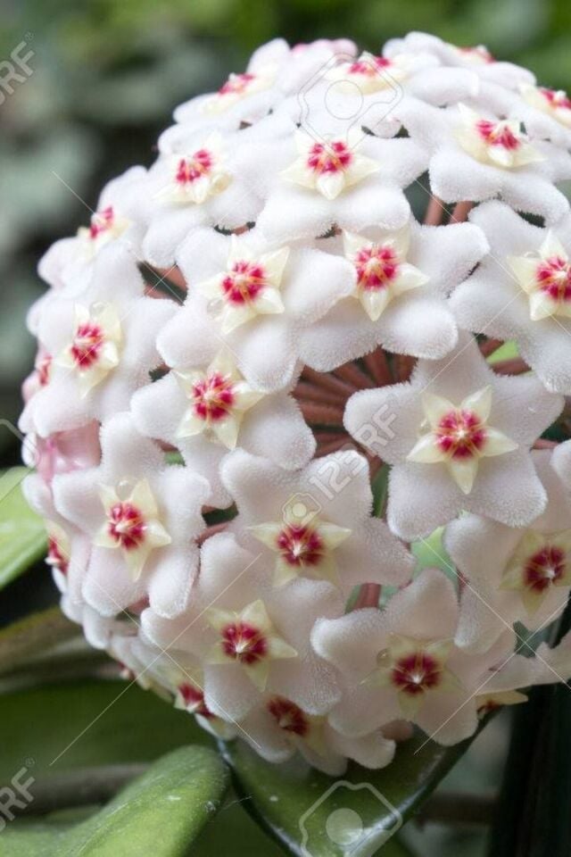 Hoya Mum Çiçeği (Beyaz/10-15 cm)