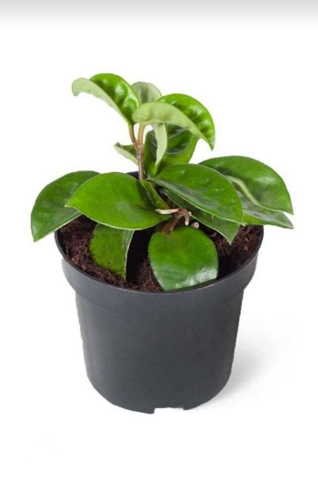 Hoya Mum Çiçeği (Beyaz/10-15 cm)