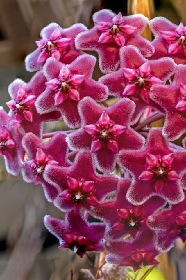 Hoya Mum Çiçeği (Kırmızı/ 10-15 cm)