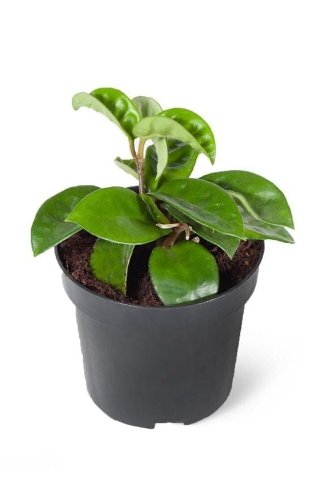 Hoya Mum Çiçeği (Açık Pembe/15-20 cm)