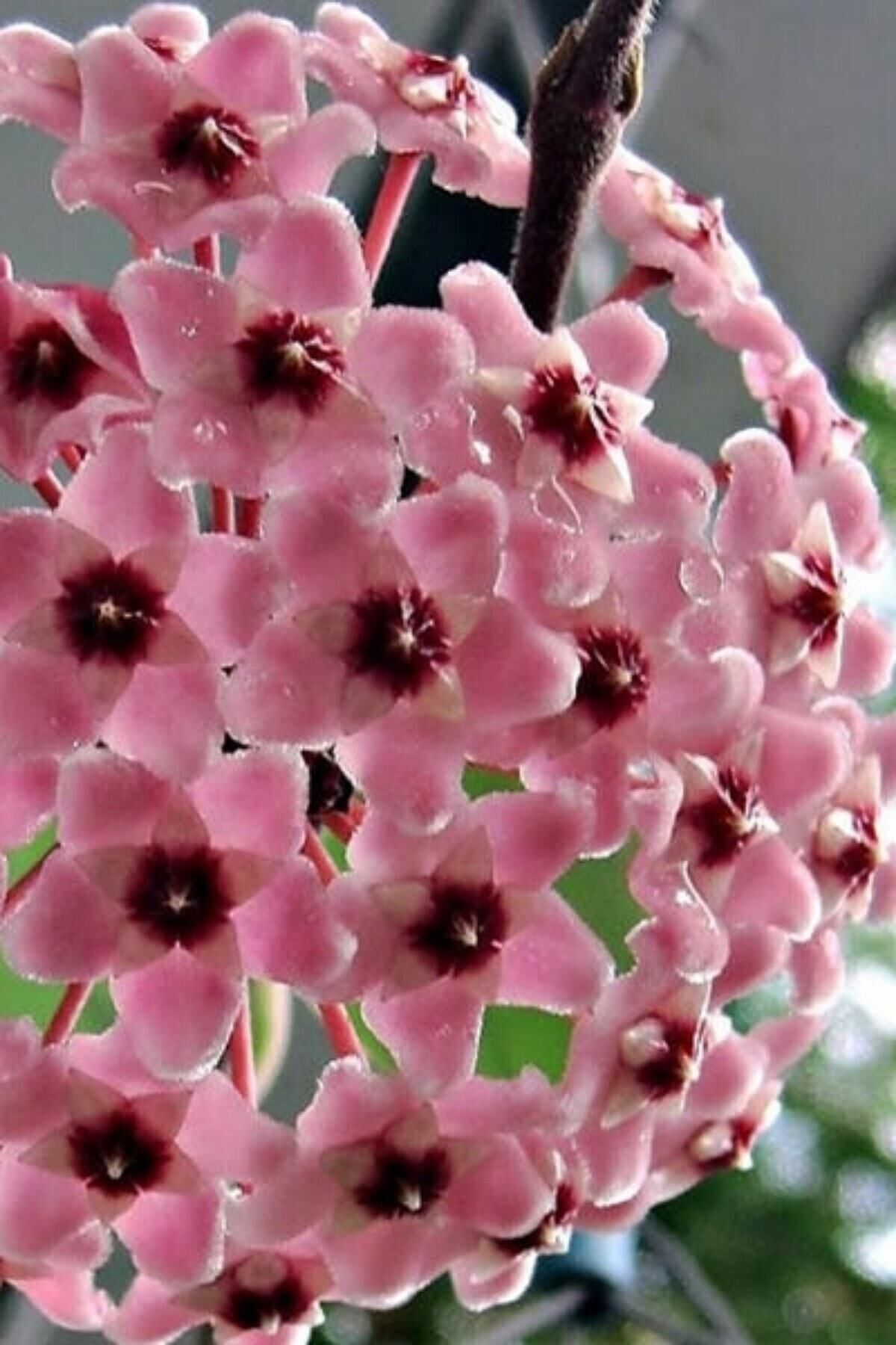 Hoya Mum Çiçeği (Açık Pembe/15-20 cm)