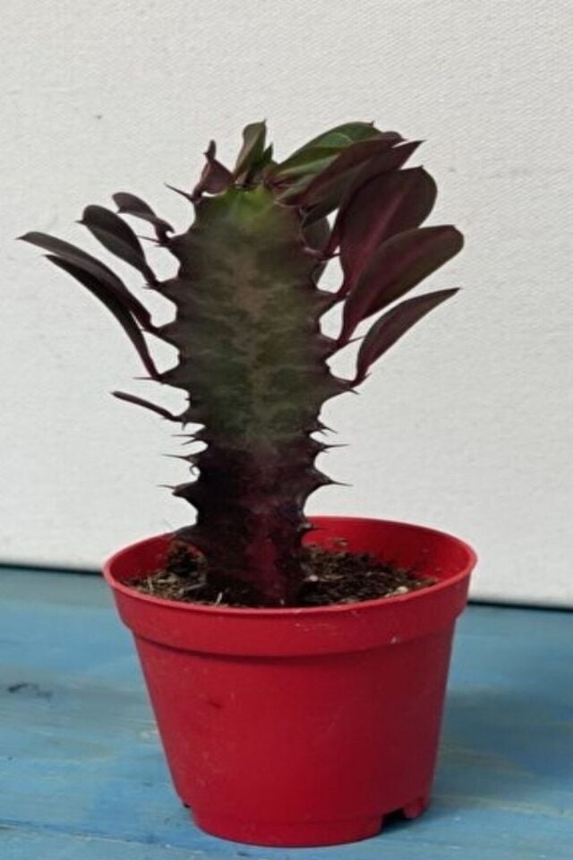 Süt Ağacı (5.5 cm)