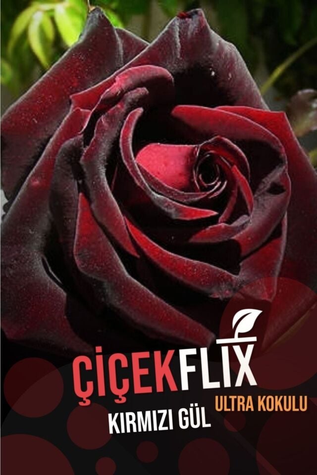 Kırmızı Gül Fidanı (Açık Kök - 25-35 cm)