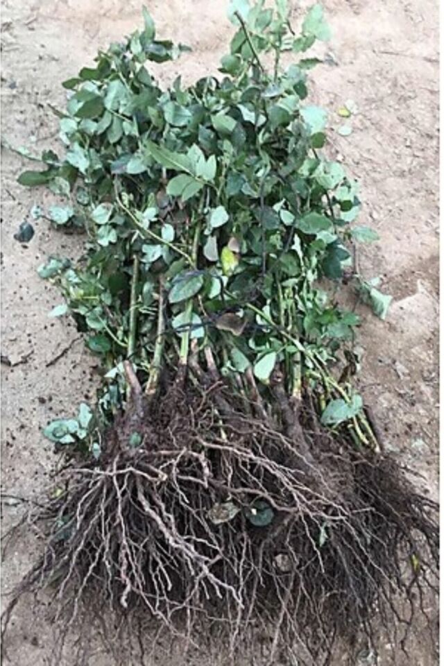 Kırmızı Gül Fidanı (Açık Kök - 25-35 cm)