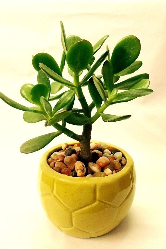 Para Çiçeği (5.5 cm)