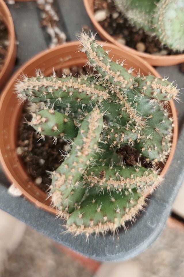 Beyin Kaktüs Sukulent (5.5 cm - A Kalite)