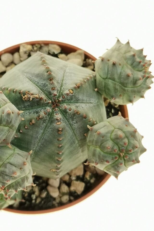 Euphorbia Obesa Özel Kaktüs (5.5 cm)
