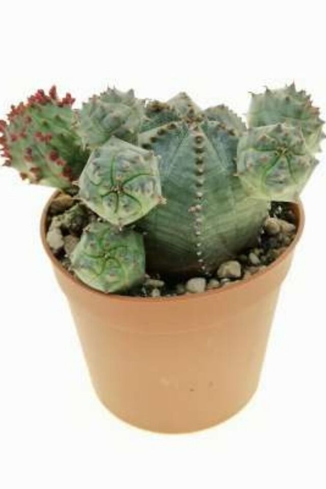 Euphorbia Obesa Özel Kaktüs (5.5 cm)
