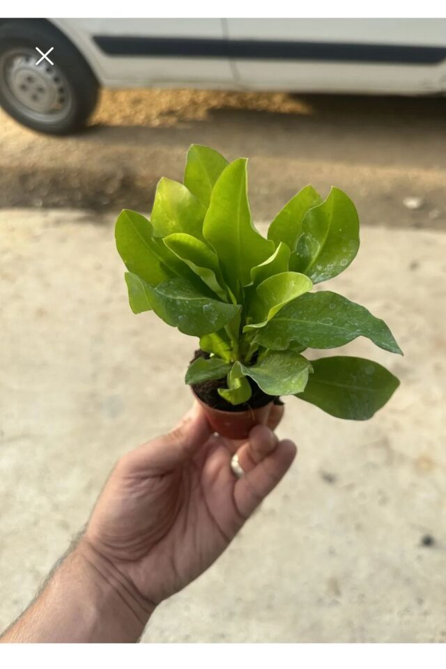 Beyaz Dikenli Taç Çiçeği (20-25 cm)
