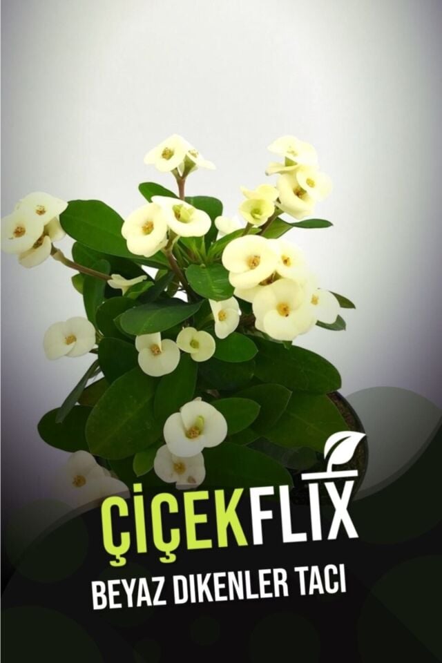 Beyaz Dikenli Taç Çiçeği (20-25 cm)
